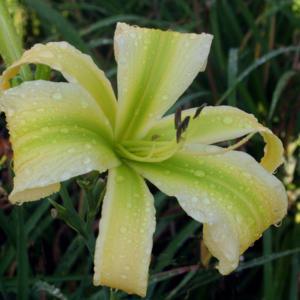 Green Ribbons